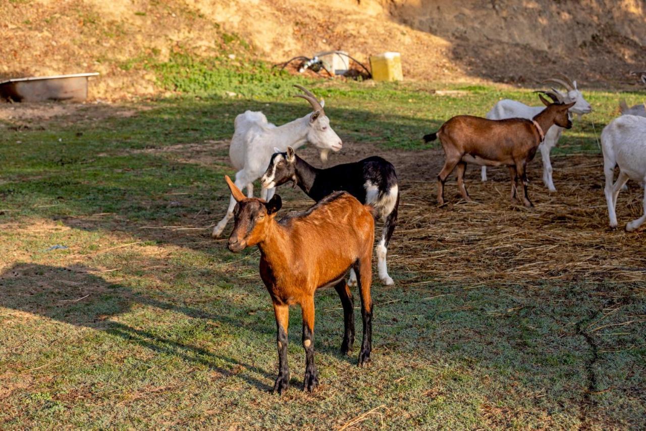 Agriturismo Cascina Trevo 스포토르노 외부 사진
